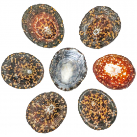 Coquillages cellana testudinaria - 5 à 6 cm - Lot de 2