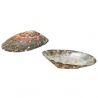 Coquillages cellana testudinaria - 5 à 6 cm - Lot de 2