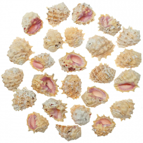 Coquillages drupa ricinella - 3 à 4 cm - Lot de 5