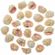 Coquillages drupa ricinella - 3 à 4 cm - Lot de 5