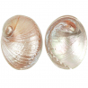 Coquillage haliotis laevigata nacré