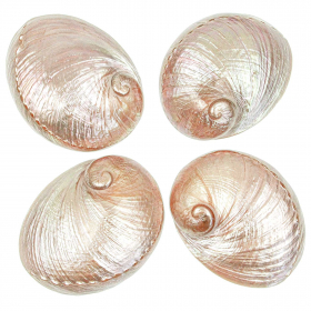 Coquillage haliotis laevigata nacré