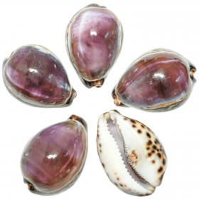 Coquillages cypraea eglantina violet - 7 à 9 cm - A l'unité