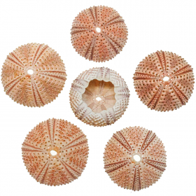 Tests d'oursins de méditerranée arbacia lixula - 3.5 à 4.5 cm - A l'unité