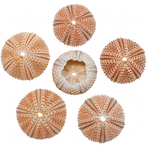 Tests d'oursins de méditerranée arbacia lixula - 3.5 à 4.5 cm - A l'unité