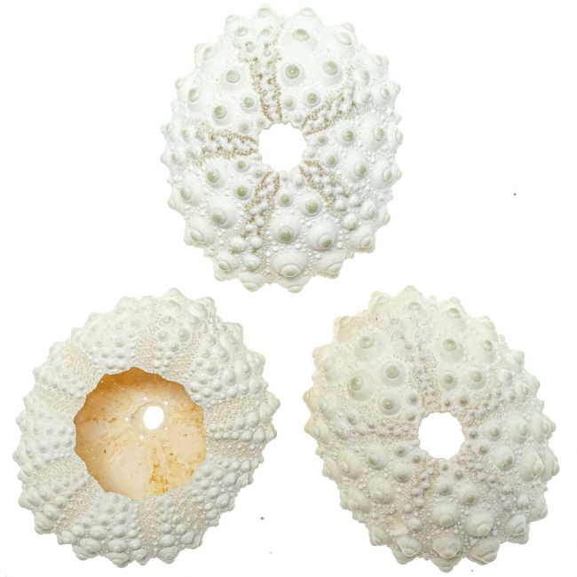 Tests d'oursins de cidaris blanc - 5 à 6 cm - A l'unité