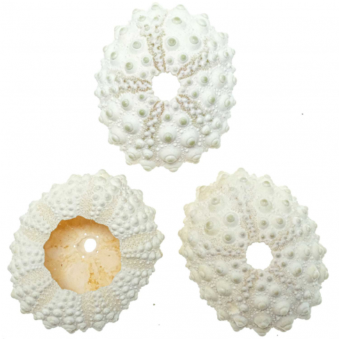 Tests d'oursins de cidaris blanc - 5 à 6 cm - A l'unité