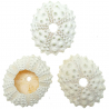 Tests d'oursins de cidaris blanc - 5 à 6 cm - A l'unité