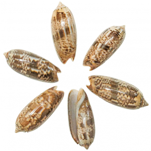 Coquillage oliva concinna - 3.5 à 5 cm - Lot de 2