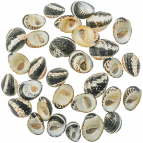 Coquillages nerita chamaeleon - 100 grammes
