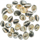 Coquillages nerita chamaeleon - 100 grammes