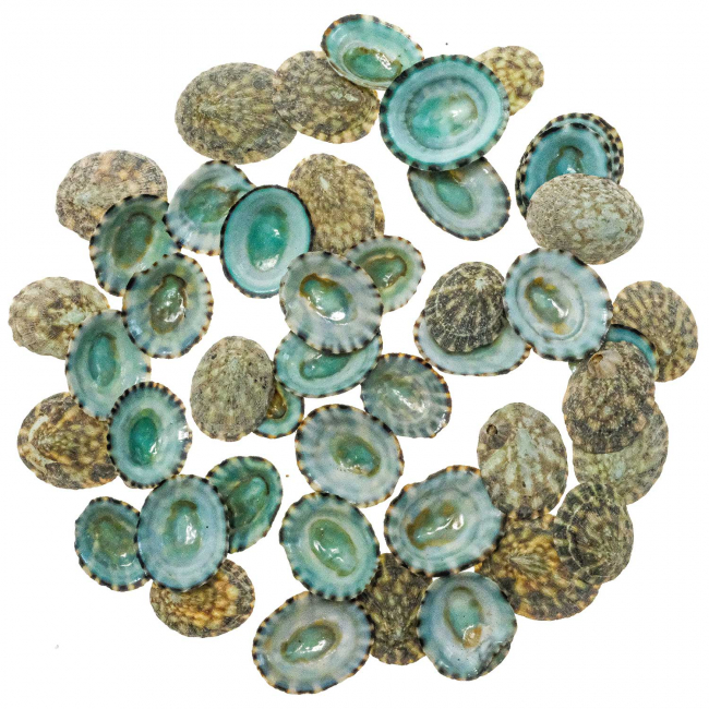 Coquillages patelles vertes - 2 à 2.5 cm - Lot de 5