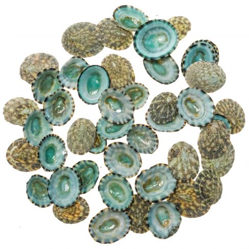 Coquillages patelles vertes - 2 à 2.5 cm - Lot de 5