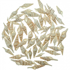 Coquillages lophiotoma indica - 3 à 6 cm - 100 grammes