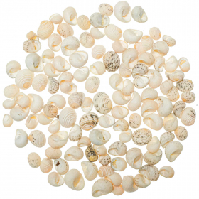 Coquillages nerita blanche - 1 à 2 cm - 100 grammes