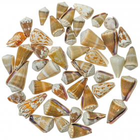 Coquillages conus variés - 1.5 à 5 cm - 200 grammes