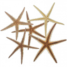 Etoiles de mer echinaster - 13 à 16 cm - A l'unité