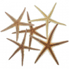 Etoiles de mer echinaster - 13 à 16 cm - A l'unité