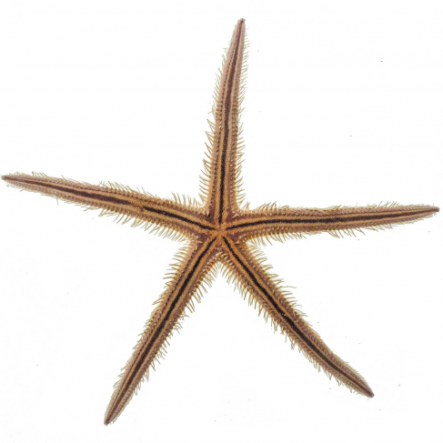 Etoiles de mer echinaster - 13 à 16 cm - A l'unité