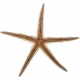 Etoiles de mer echinaster - 13 à 16 cm - A l'unité