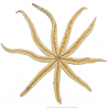 Etoile de mer luididae maculata - 35 à 40 cm - A l'unité