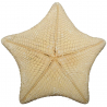 Etoile de mer coussin culcita novaeguineae - 20 à 25 cm - A l'unité