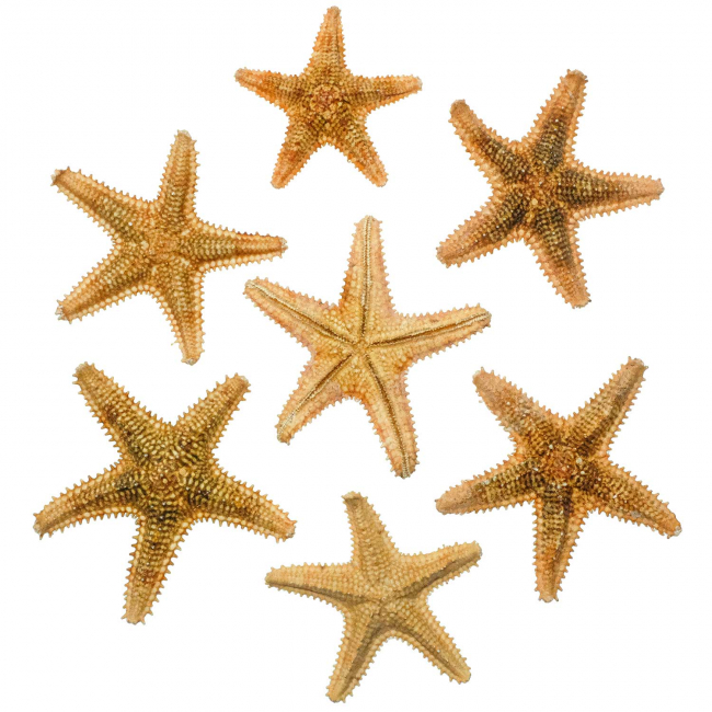 Etoiles de mer asteropdeidae - 6 à 9 cm - Lot de 2