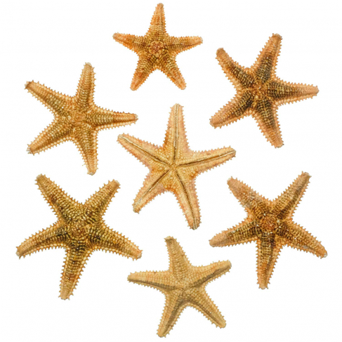 Etoiles de mer asteropdeidae - 6 à 9 cm - Lot de 2