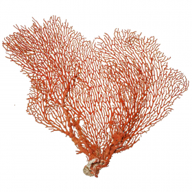 Gorgone rouge ou éventail de mer déco - 31 x 26 cm