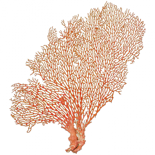 Gorgone rouge ou éventail de mer déco - 22 x 15 cm