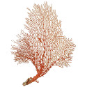 Gorgone rouge ou éventail de mer déco - 33 x 25 cm