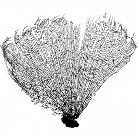 Gorgone ou éventail de mer déco - 60 x 56 cm