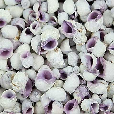 Coquillages coralliophila violacea - 100 grammes
