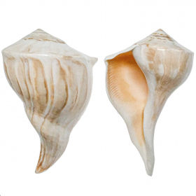 Coquillage busicom poli - 18 à 20 cm - A l'unité