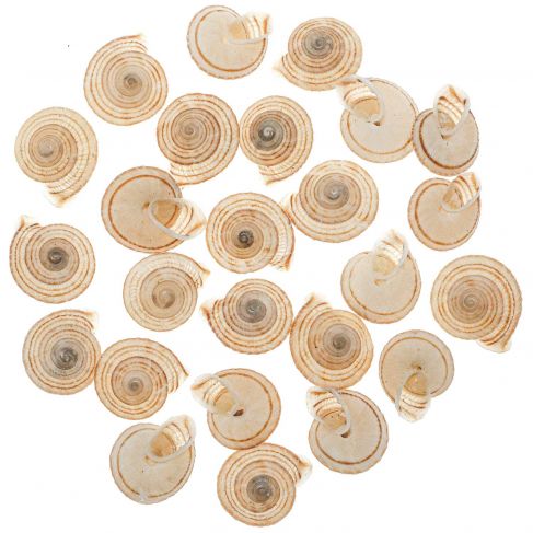 Coquillages obba rata - 2 à 3 cm - Lot de 6
