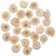 Coquillages obba rata - 2 à 3 cm - Lot de 6