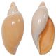 Coquillage sigaluta pratasensis rehder