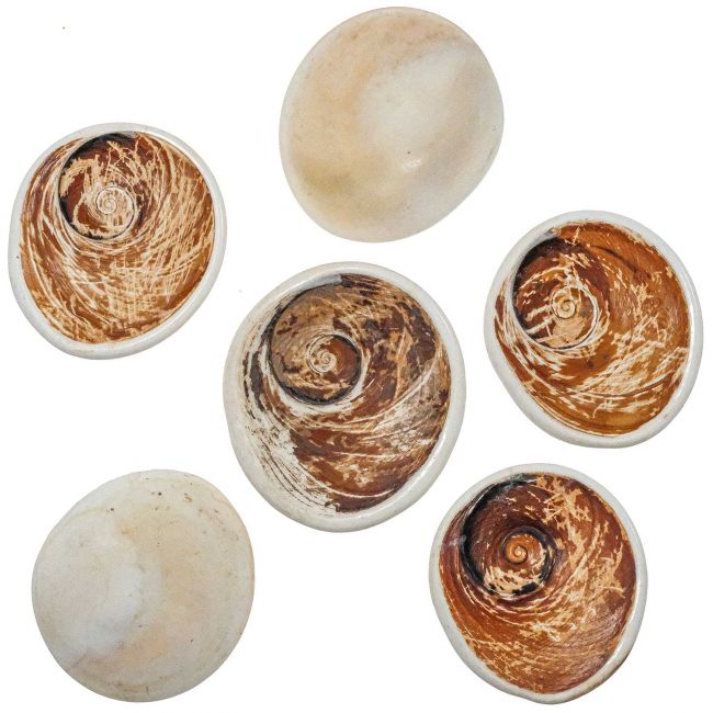 Gros opercule de coquillage - 6 à 8 cm - A l'unité