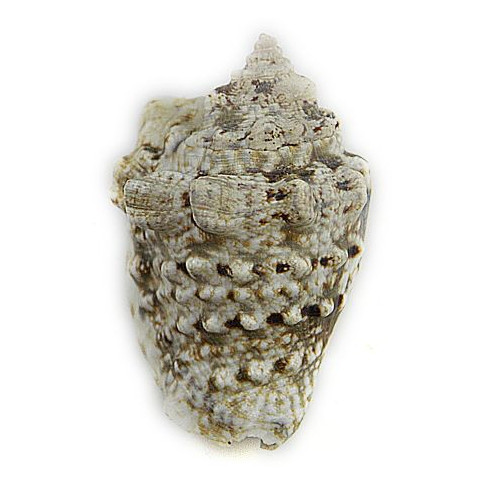 Coquillage strombus lentiginosus