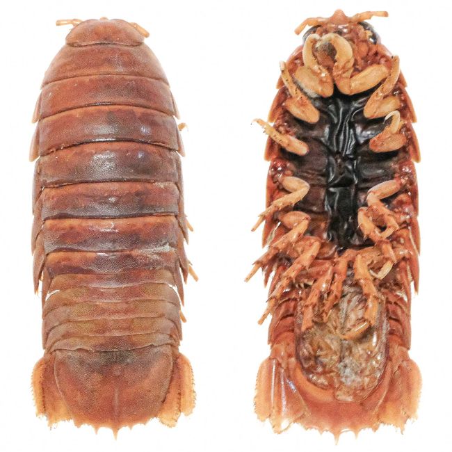 Isopode cirolanidae - 10 à 12 cm