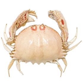 Crabe philargius naturalisé