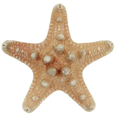 Etoiles de mer rhino protoreaster nodosus
