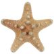 Etoiles de mer rhino protoreaster nodosus