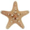 Etoiles de mer rhino protoreaster nodosus