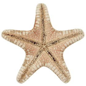 Etoiles de mer rhino protoreaster nodosus