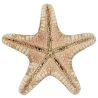Etoiles de mer rhino protoreaster nodosus