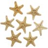 Etoiles de mer rhino protoreaster nodosus