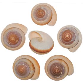 Coquillage ryssota quadrasi - 6 à 7 cm - A l'unité