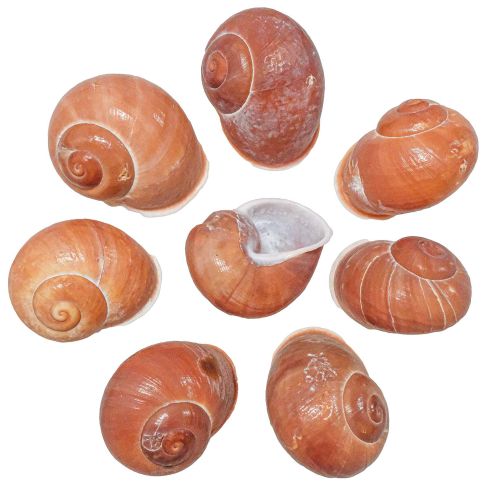 Coquillages helicostyla melanochiela - 4 à 6 cm - lot de 4