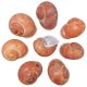 Coquillages helicostyla melanochiela - 4 à 6 cm - lot de 4